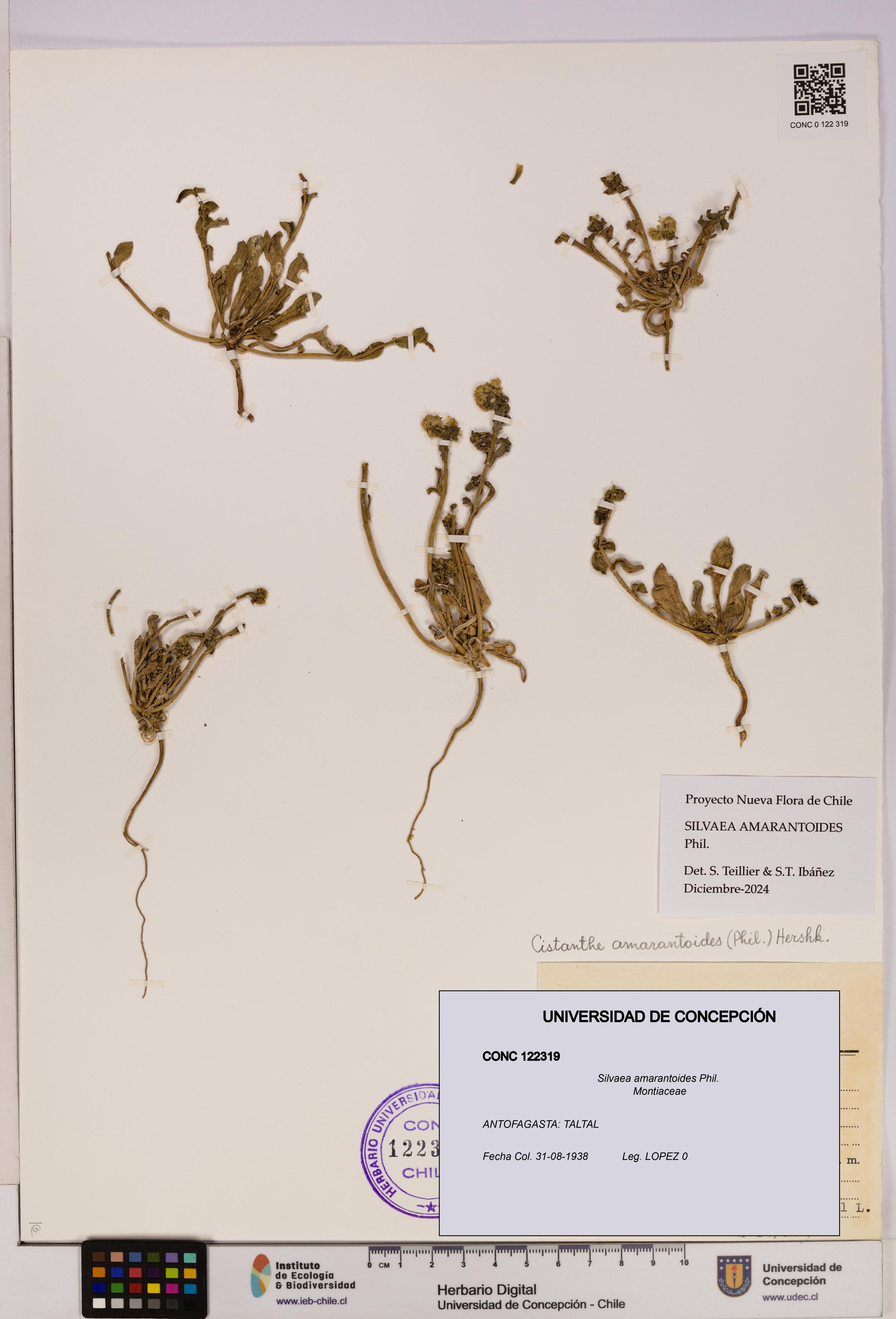 Silvaea amarantoides [Espécimen: UDEC:CONC:0122319]