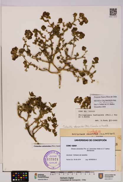 Silvaea celosioides var. celosioides [Espécimen: UDEC:CONC:0122321]