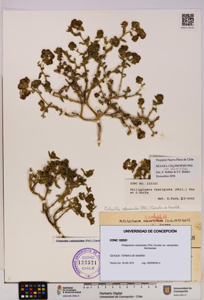 Philippiamra celosioides [Espécimen: ]