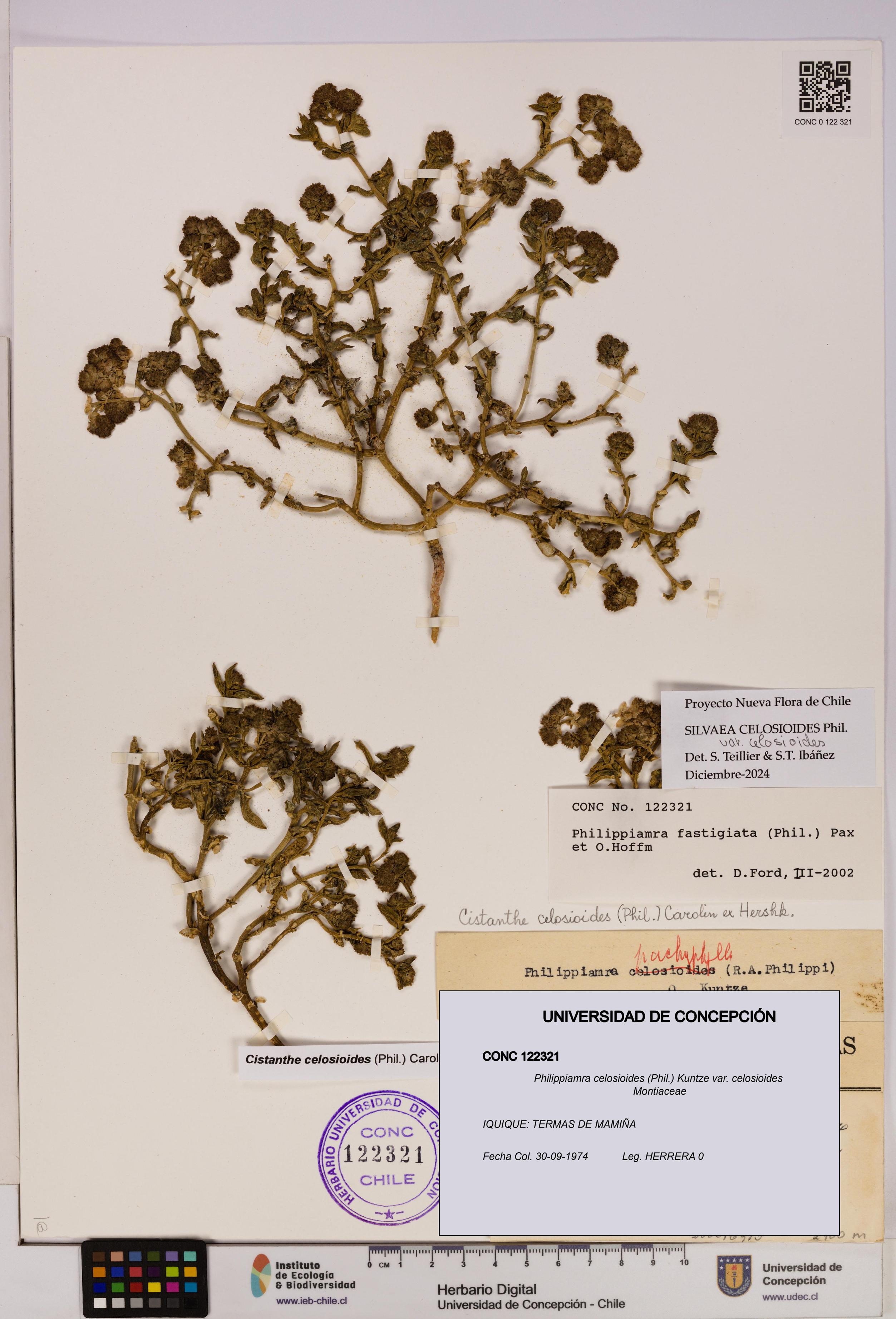 Philippiamra celosioides [Espécimen: ]
