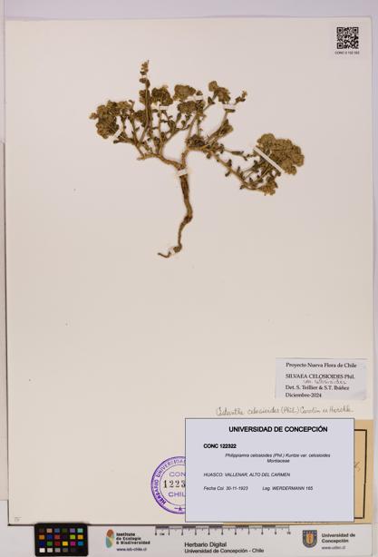 Philippiamra celosioides [Espécimen: ]