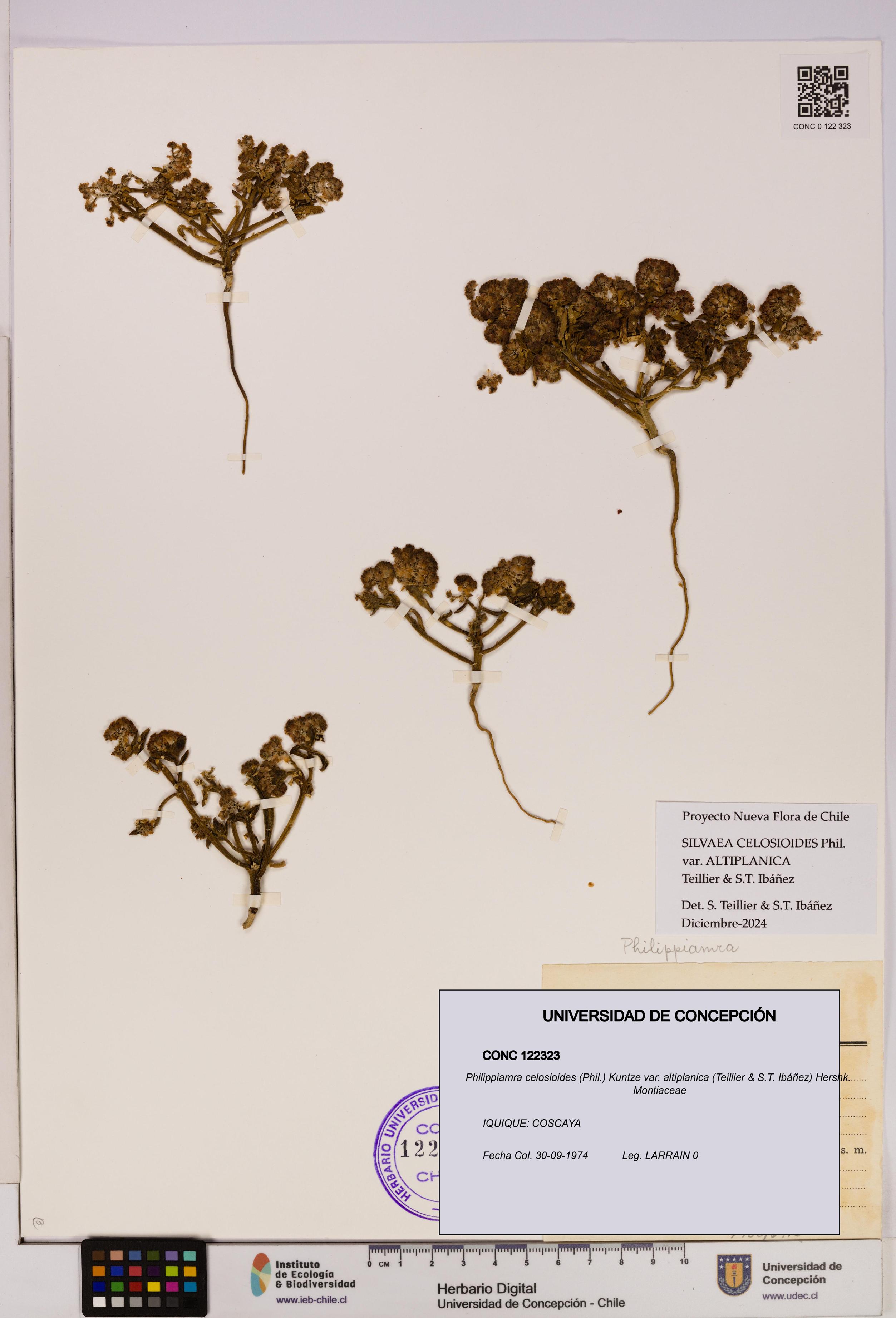 Philippiamra celosioides [Espécimen: ]