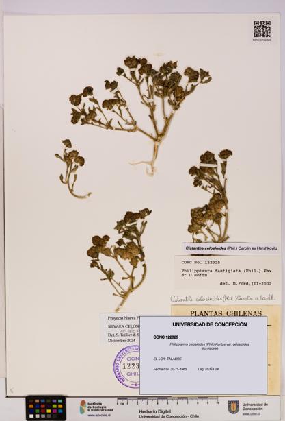 Philippiamra celosioides var. celosioides [Espécimen: ]