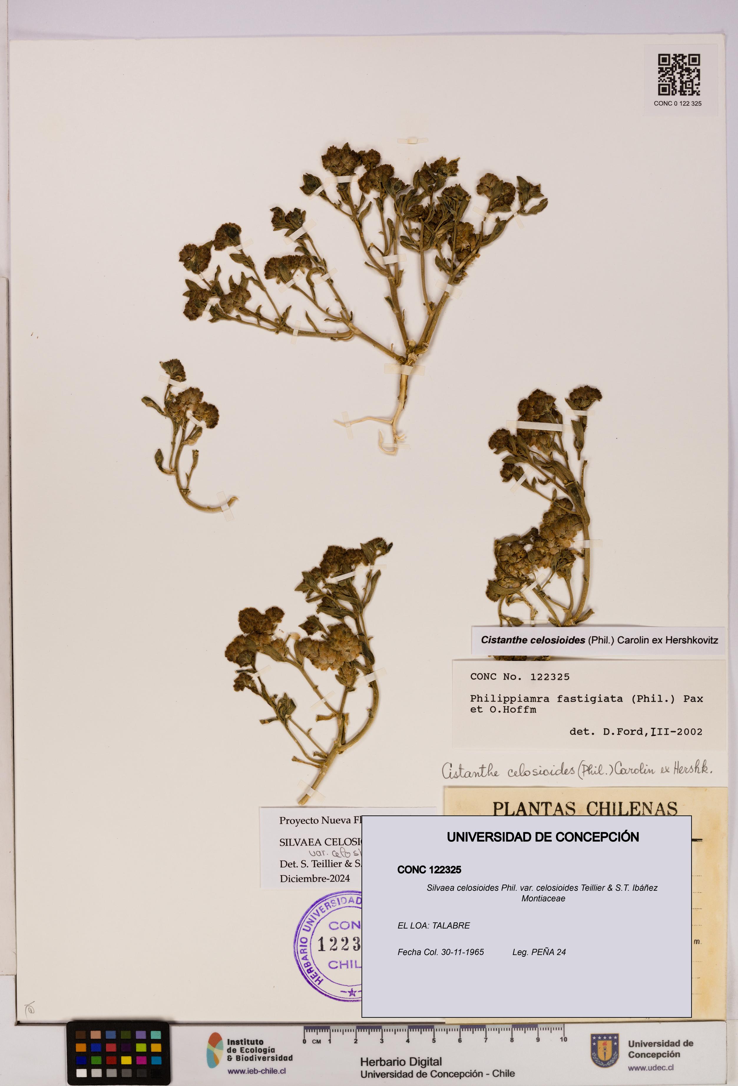 Silvaea celosioides var. celosioides [Espécimen: UDEC:CONC:0122325]