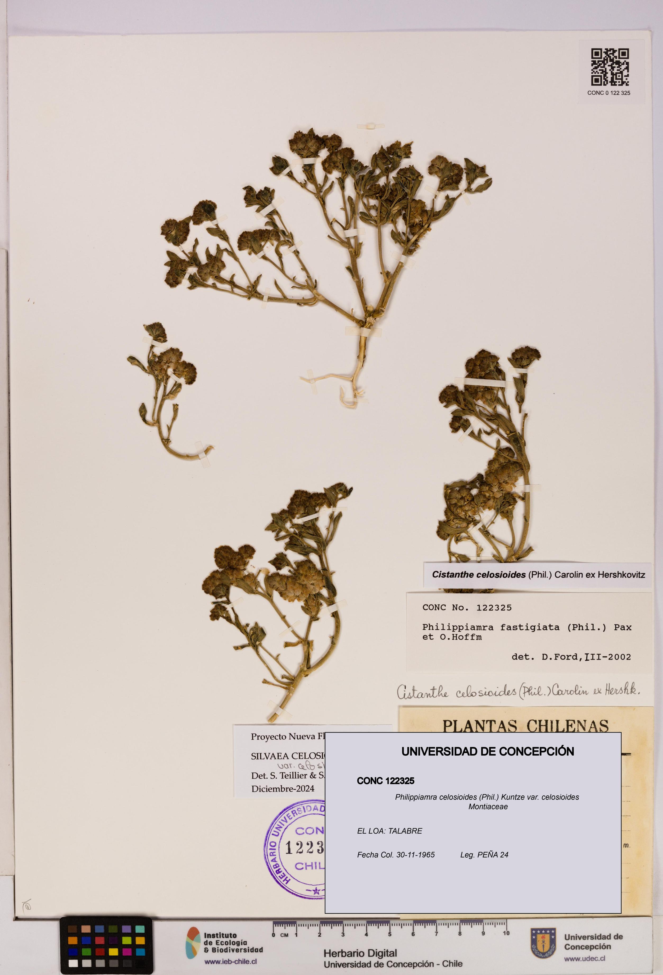 Philippiamra celosioides var. celosioides [Espécimen: ]