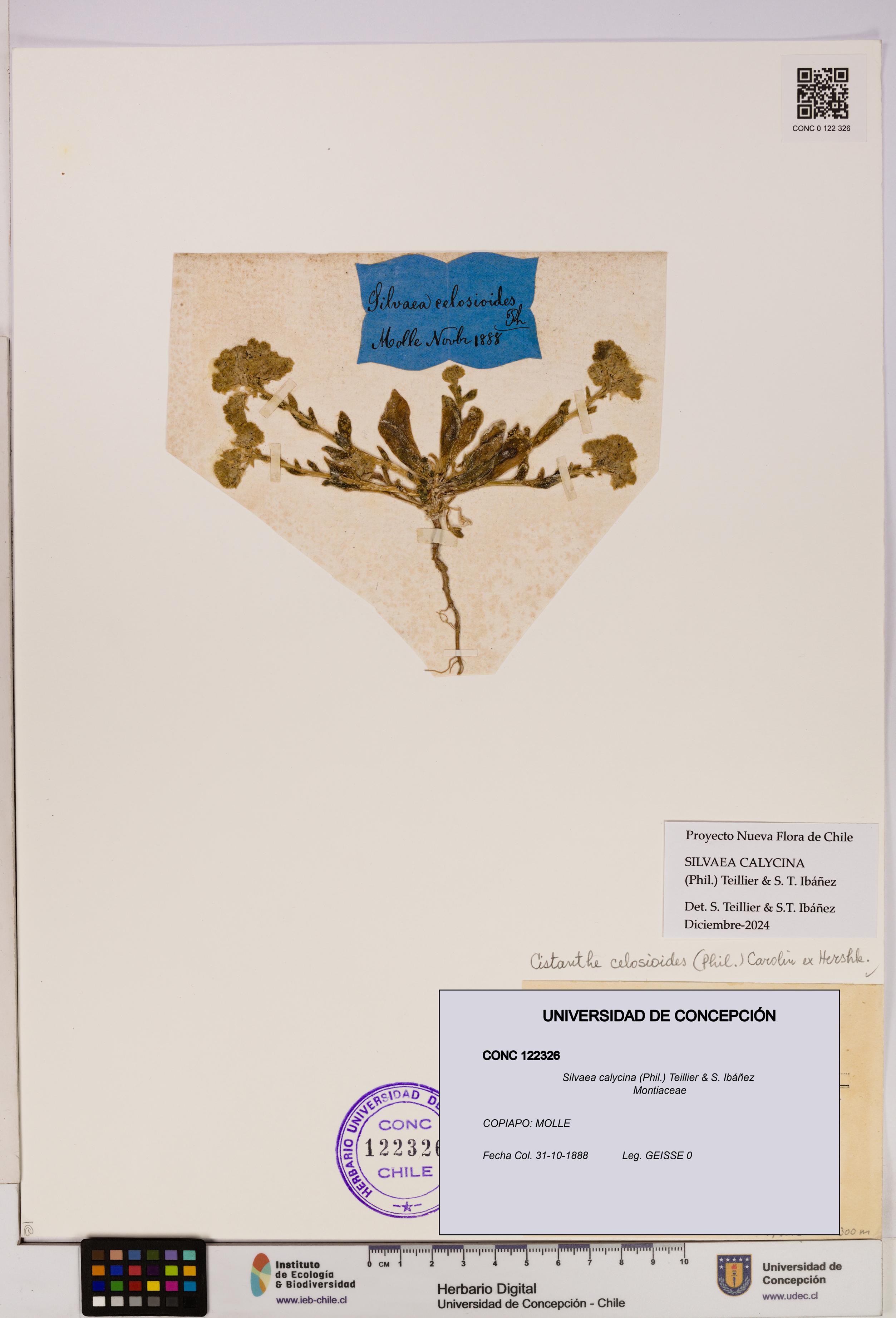 Silvaea calycina [Espécimen: UDEC:CONC:0122326]