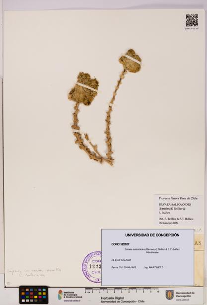 Silvaea salsoloides [Espécimen: UDEC:CONC:0122327]