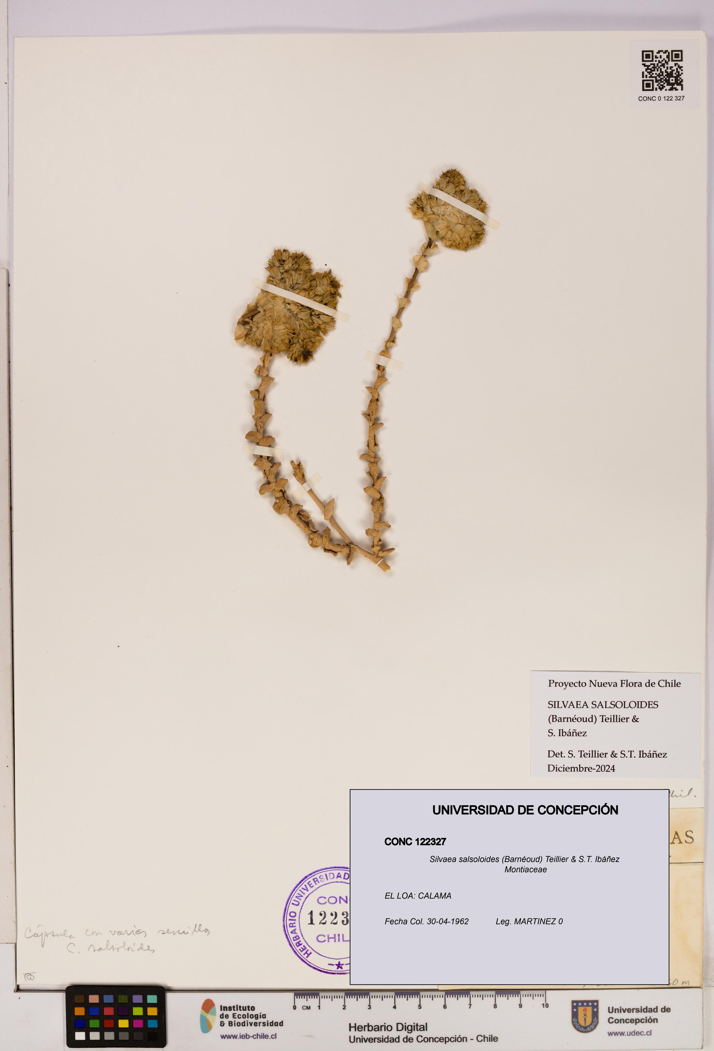 Silvaea salsoloides [Espécimen: UDEC:CONC:0122327]