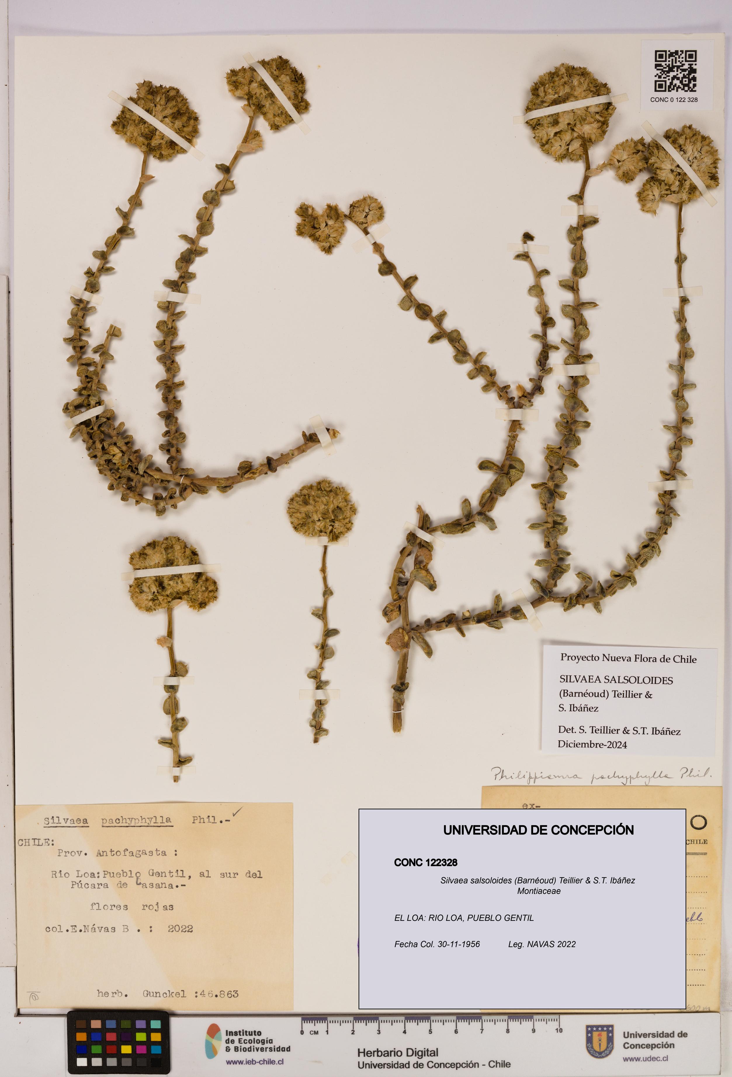 Silvaea salsoloides [Espécimen: UDEC:CONC:0122328]