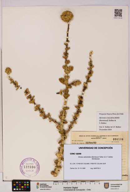 Silvaea salsoloides [Espécimen: UDEC:CONC:0122330]