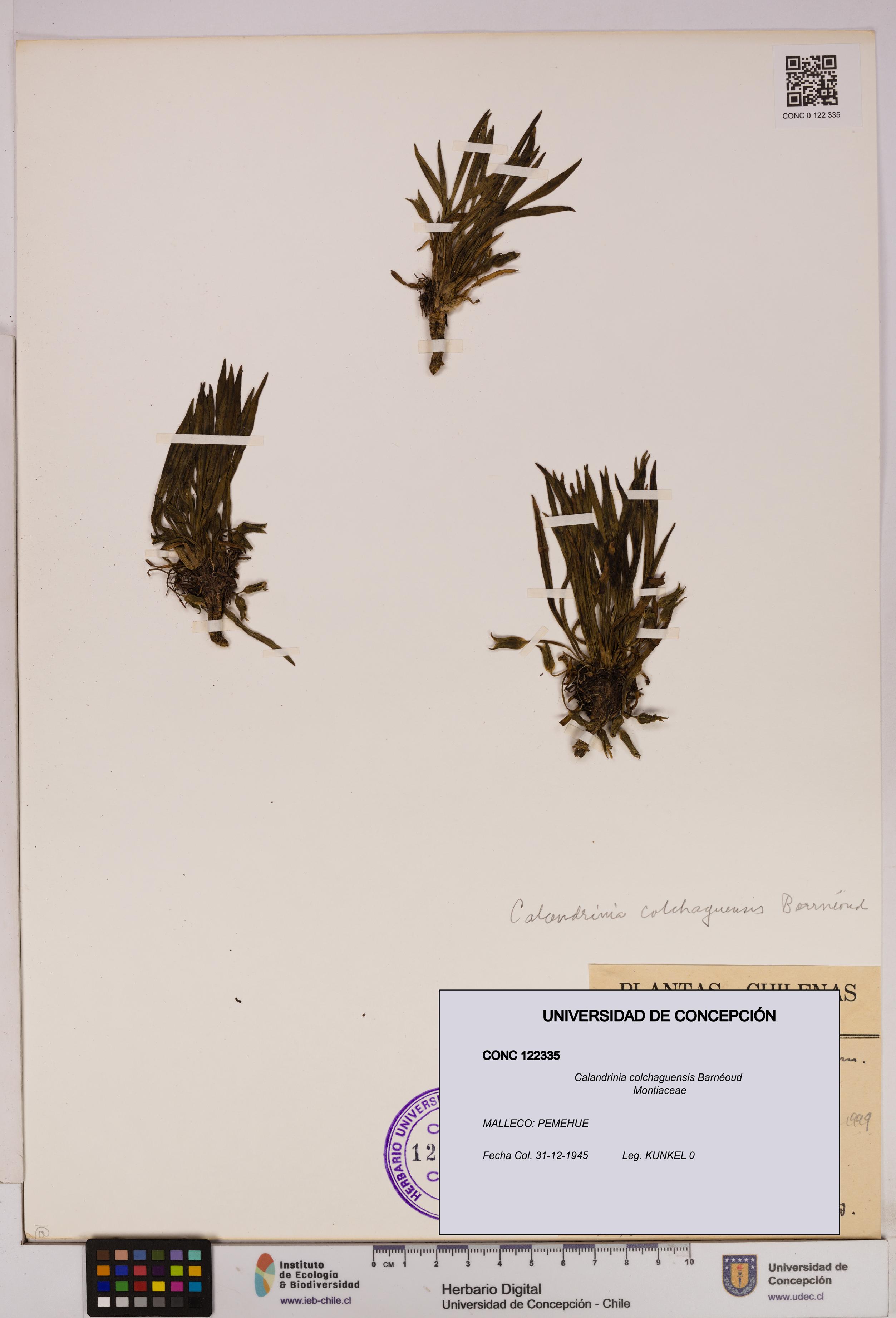 Calandrinia colchaguensis [Espécimen: UDEC:CONC:0122335]