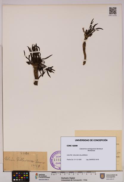 Calandrinia colchaguensis [Espécimen: UDEC:CONC:0122339]