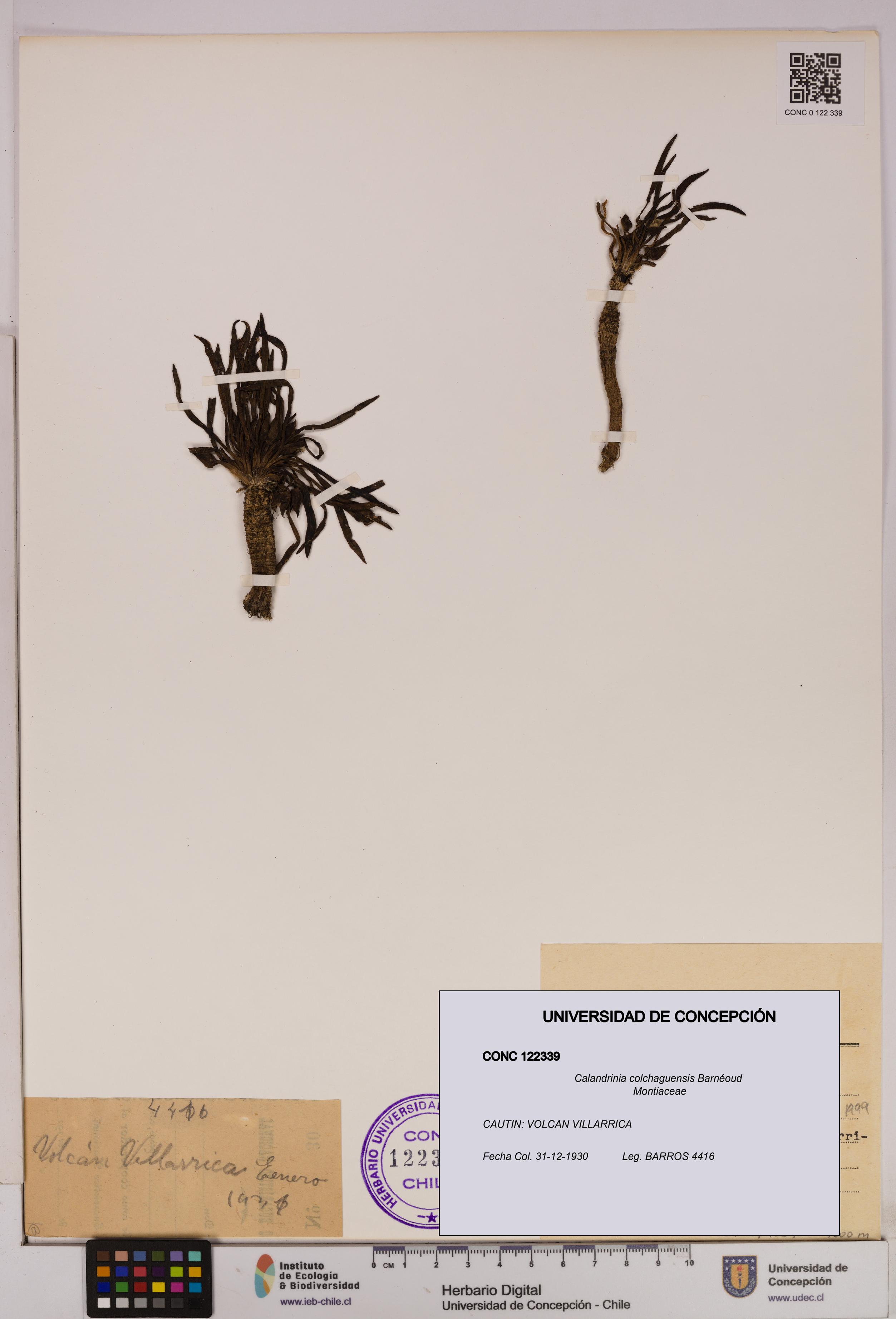 Calandrinia colchaguensis [Espécimen: UDEC:CONC:0122339]