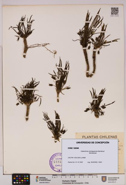 Calandrinia colchaguensis [Espécimen: UDEC:CONC:0122346]