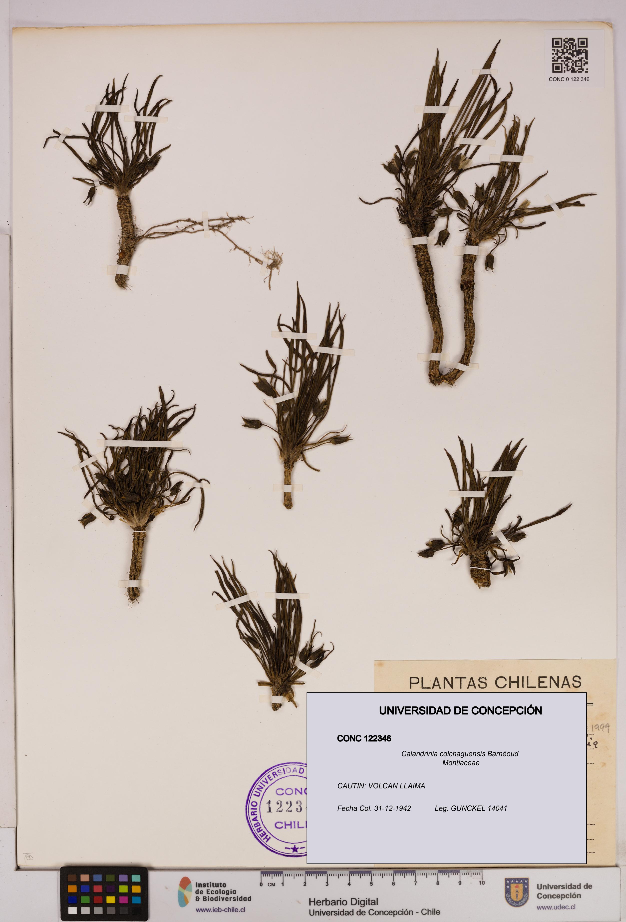 Calandrinia colchaguensis [Espécimen: UDEC:CONC:0122346]