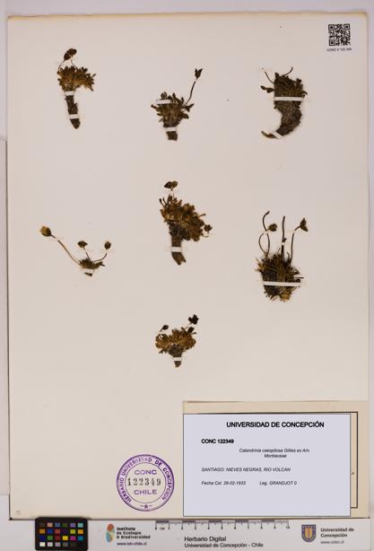 Calandrinia caespitosa [Espécimen: UDEC:CONC:0122349]