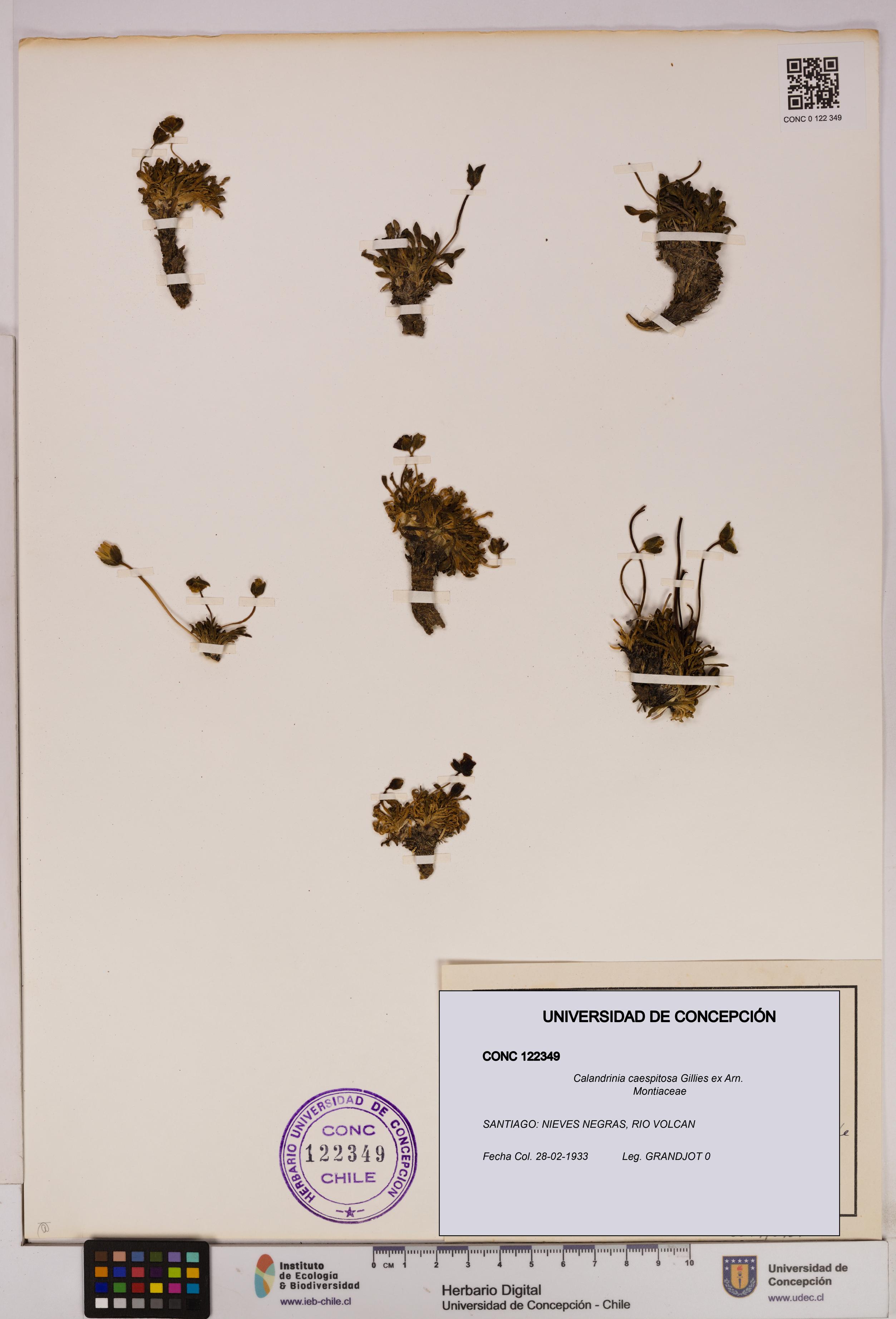 Calandrinia caespitosa [Espécimen: UDEC:CONC:0122349]