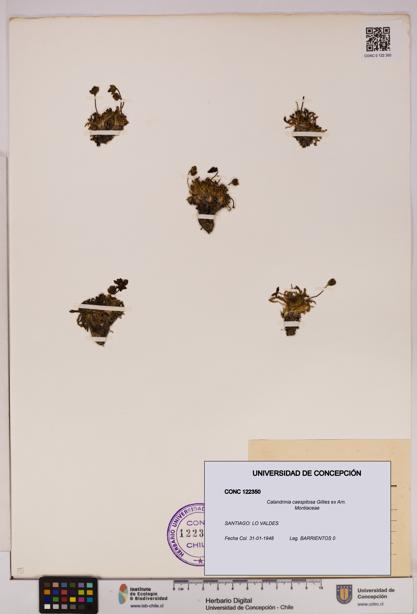 Calandrinia caespitosa [Espécimen: UDEC:CONC:0122350]