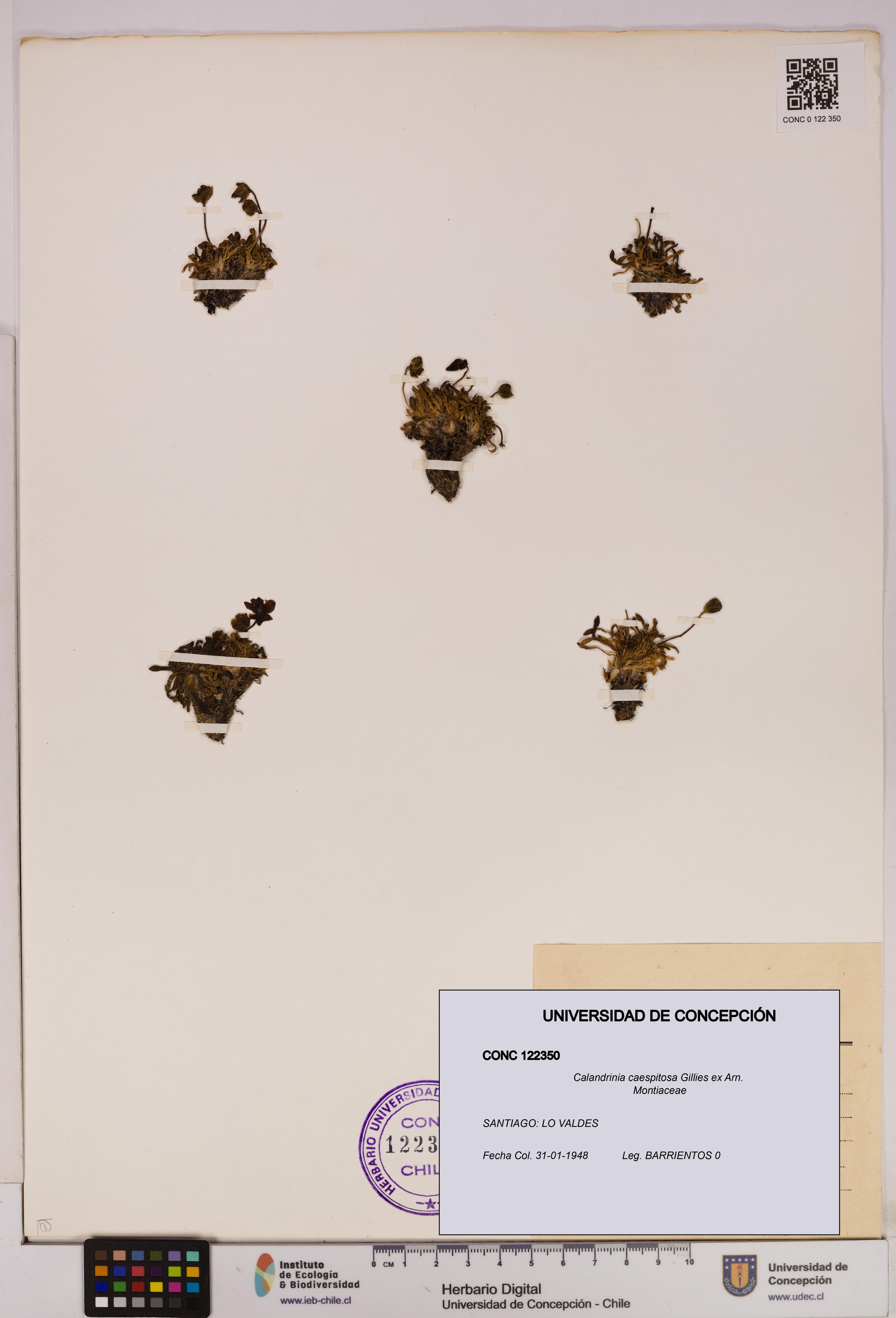 Calandrinia caespitosa [Espécimen: UDEC:CONC:0122350]
