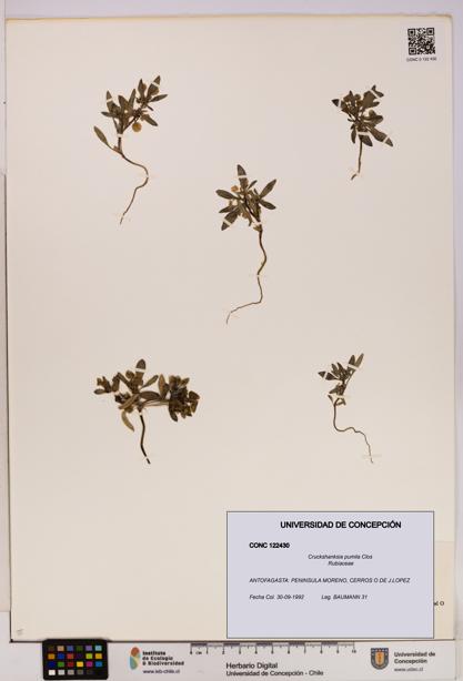 Cruckshanksia pumila [Espécimen: UDEC:CONC:0122430]