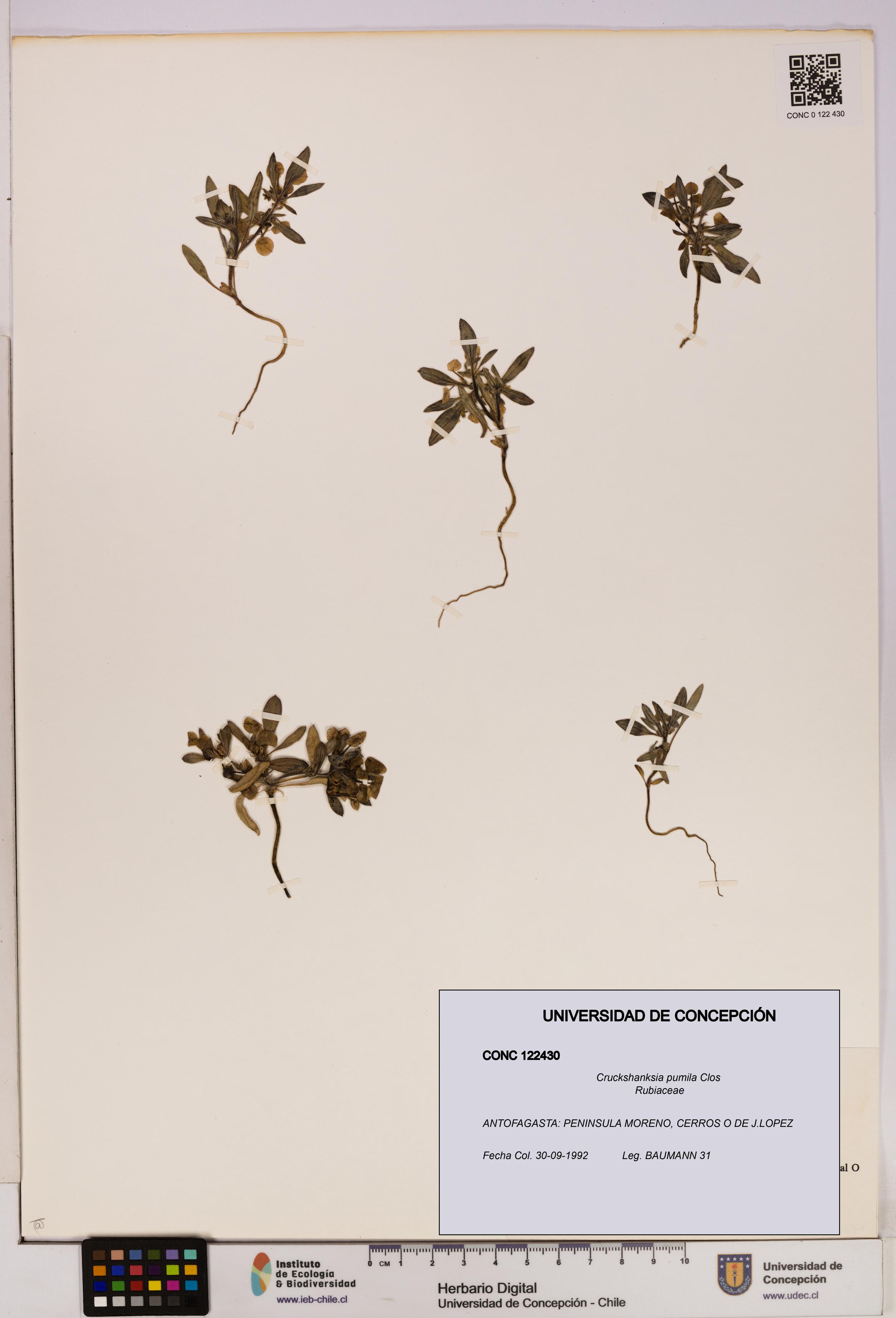 Cruckshanksia pumila [Espécimen: UDEC:CONC:0122430]