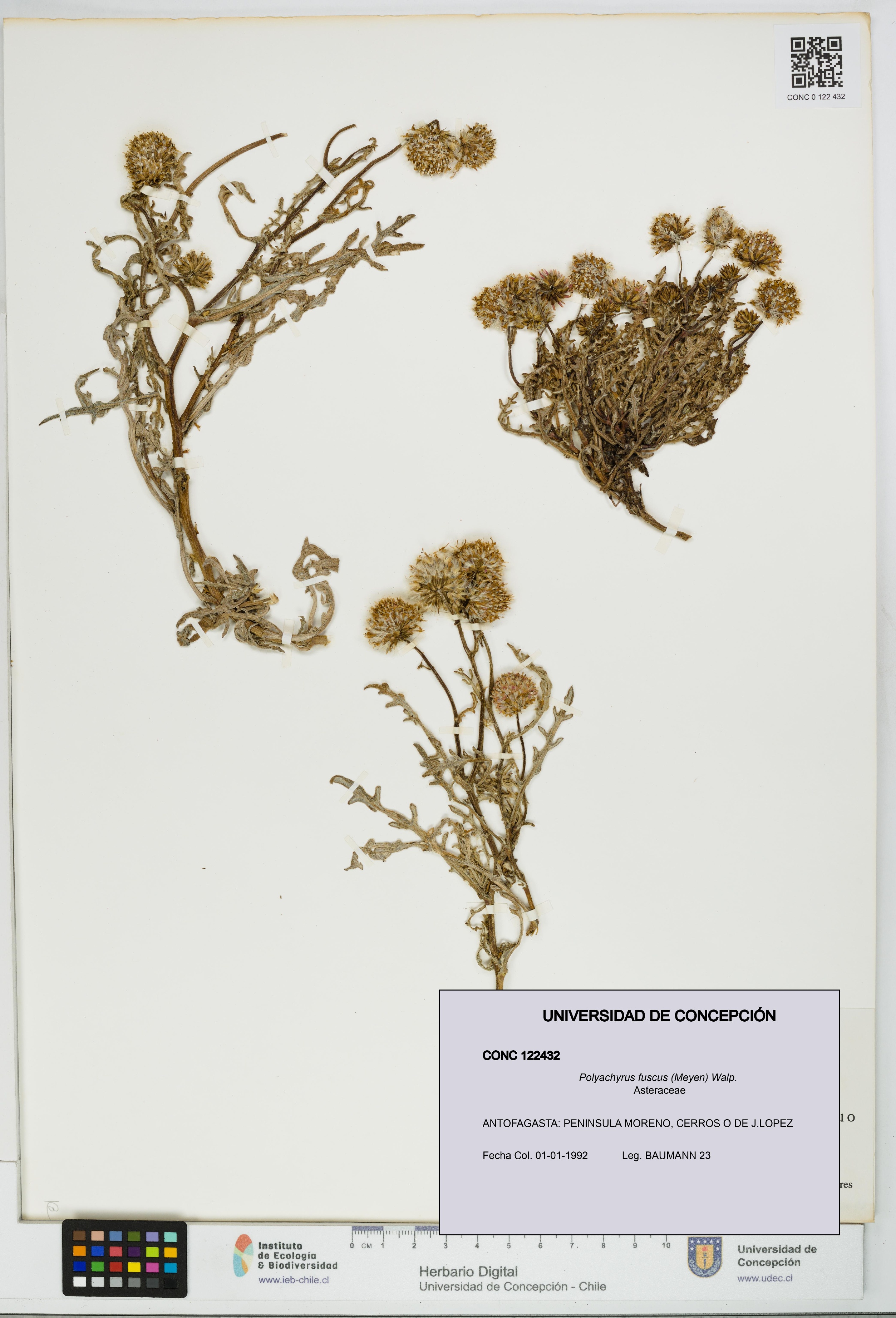 Polyachyrus fuscus [Espécimen: UDEC:CONC:0122432]