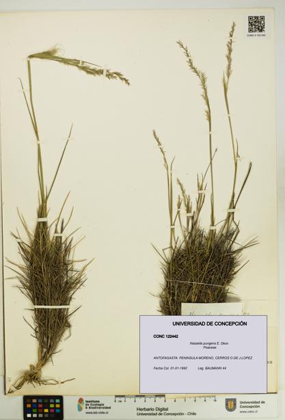 Nassella pungens [Espécimen: UDEC:CONC:0122442]