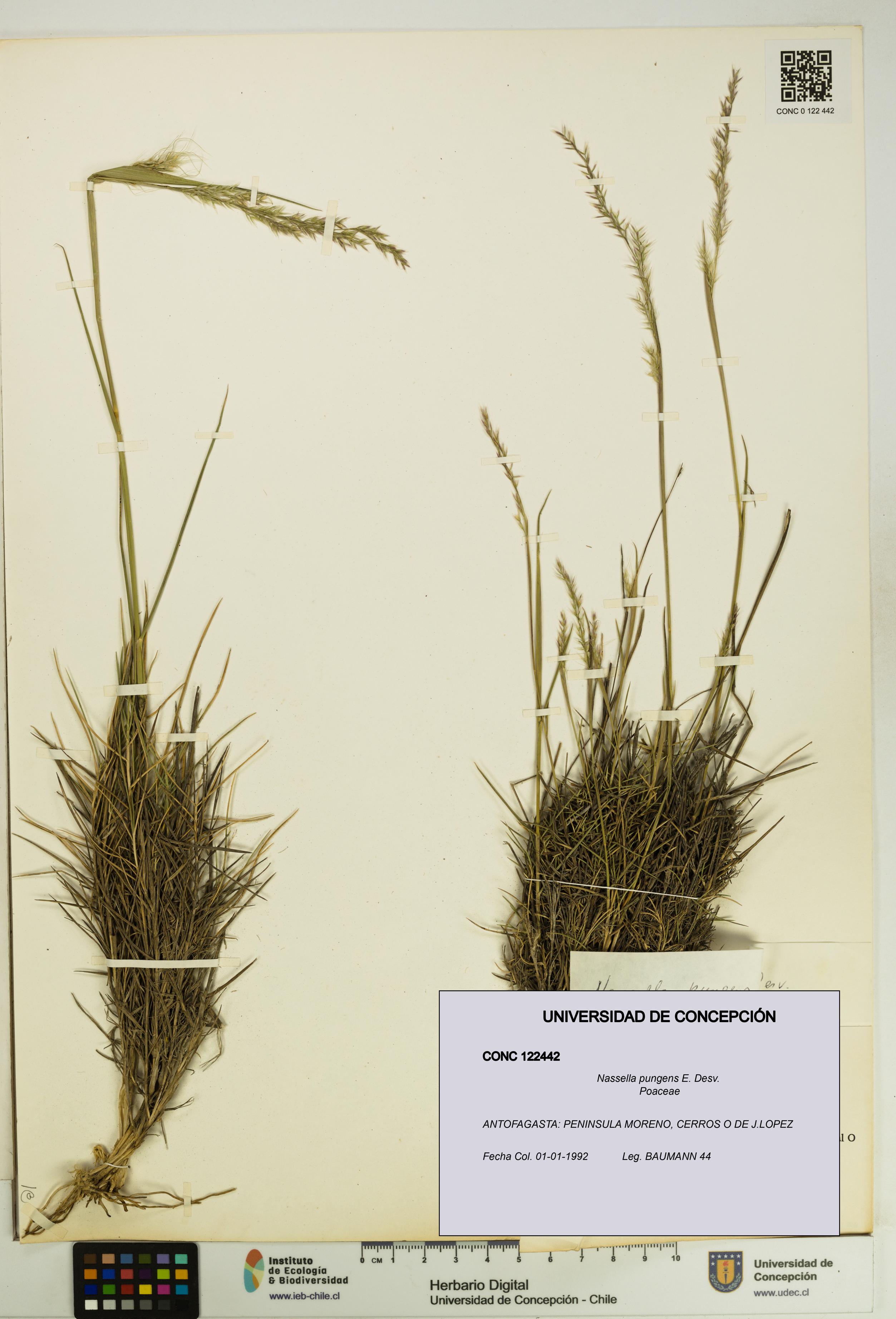 Nassella pungens [Espécimen: UDEC:CONC:0122442]