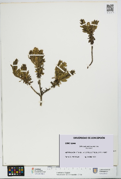 Gutierrezia espinosae [Espécimen: UDEC:CONC:0122446]