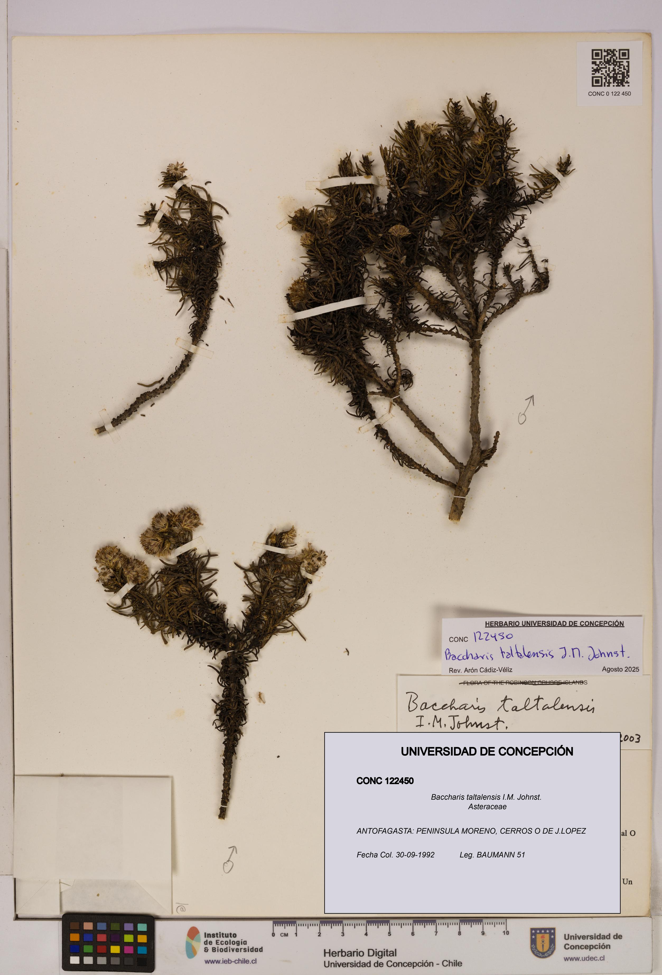 Baccharis taltalensis [Espécimen: UDEC:CONC:0122450]