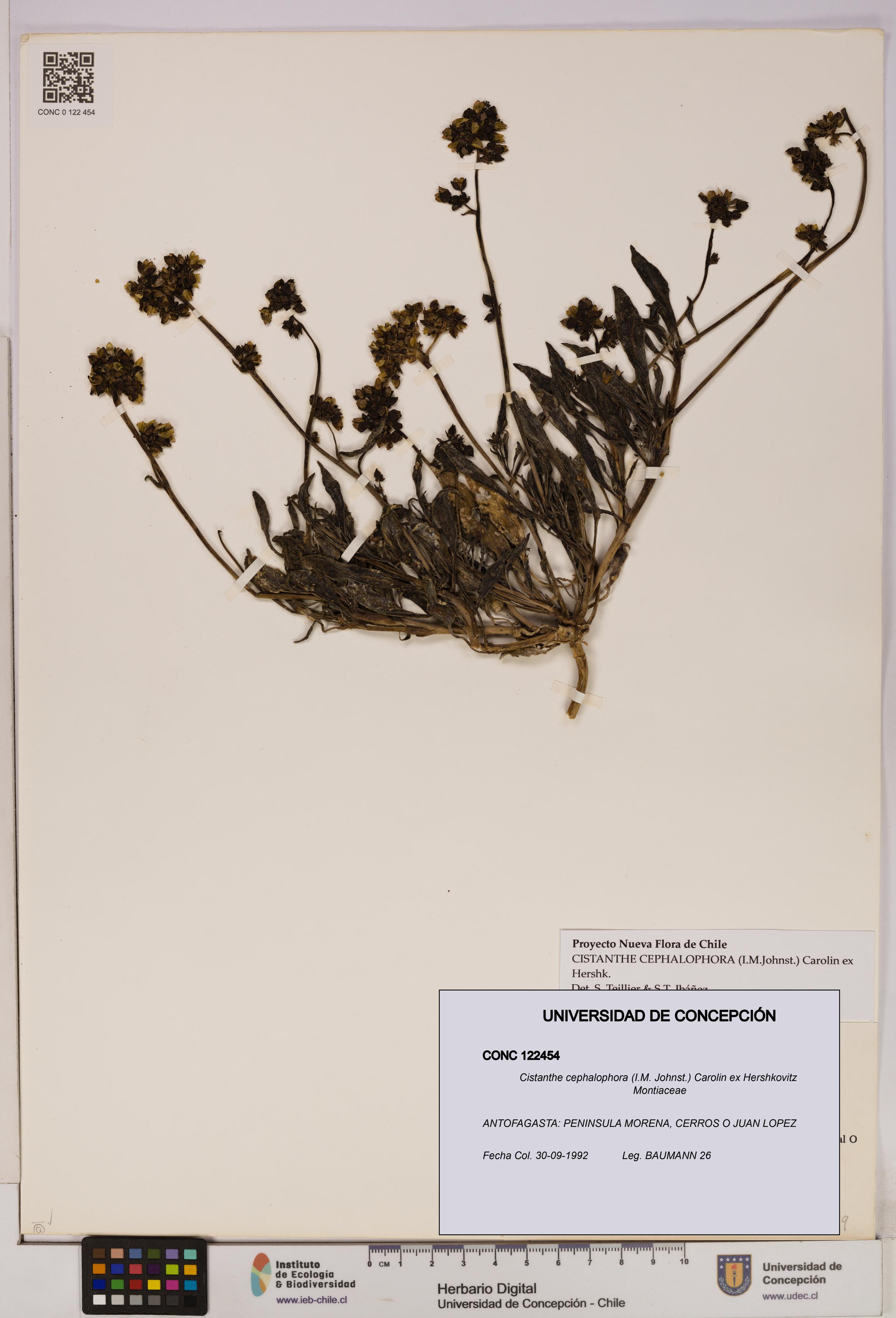 Cistanthe cephalophora [Espécimen: UDEC:CONC:0122454]