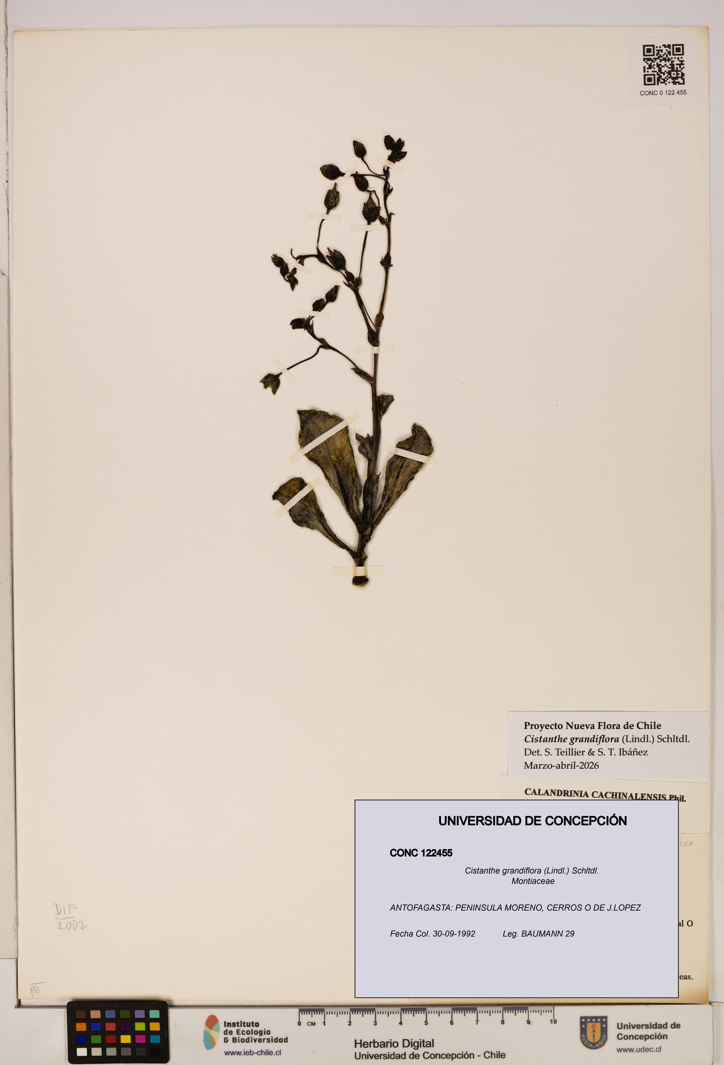 Cistanthe grandiflora [Espécimen: UDEC:CONC:0122455]