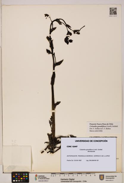 Cistanthe grandiflora [Espécimen: UDEC:CONC:0122457]