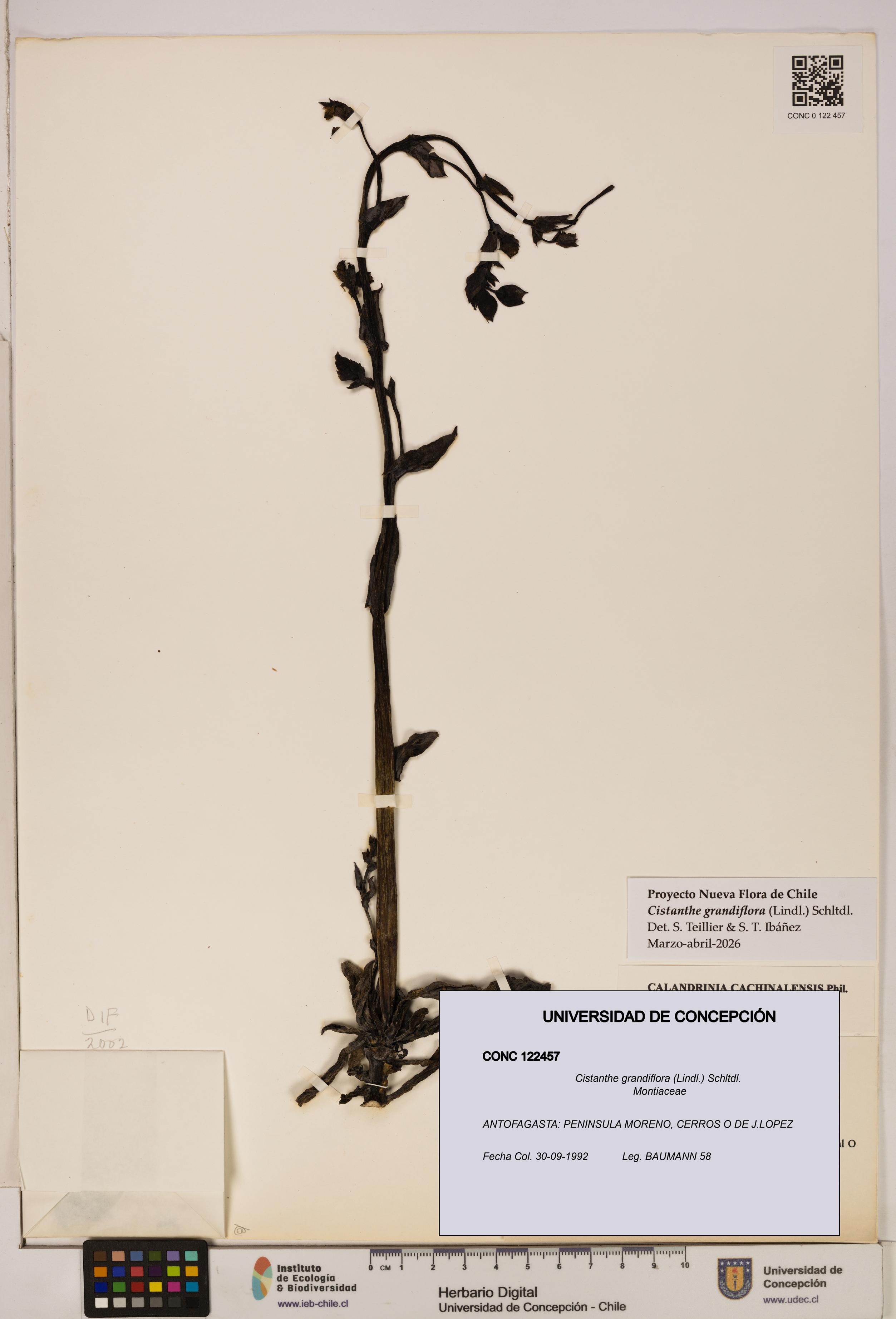 Cistanthe grandiflora [Espécimen: UDEC:CONC:0122457]