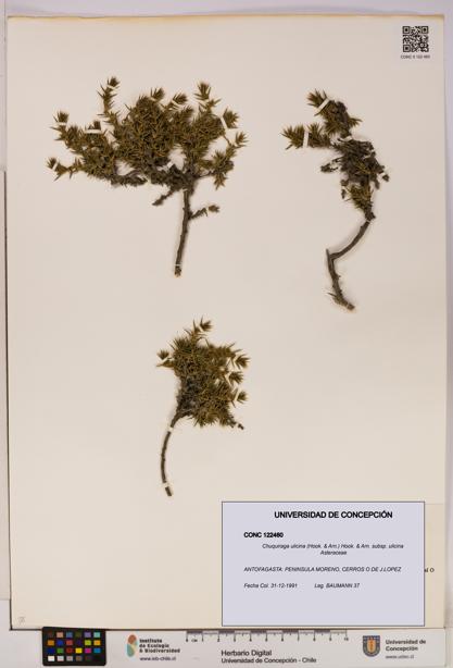 Chuquiraga ulicina subsp. ulicina [Espécimen: UDEC:CONC:0122460]