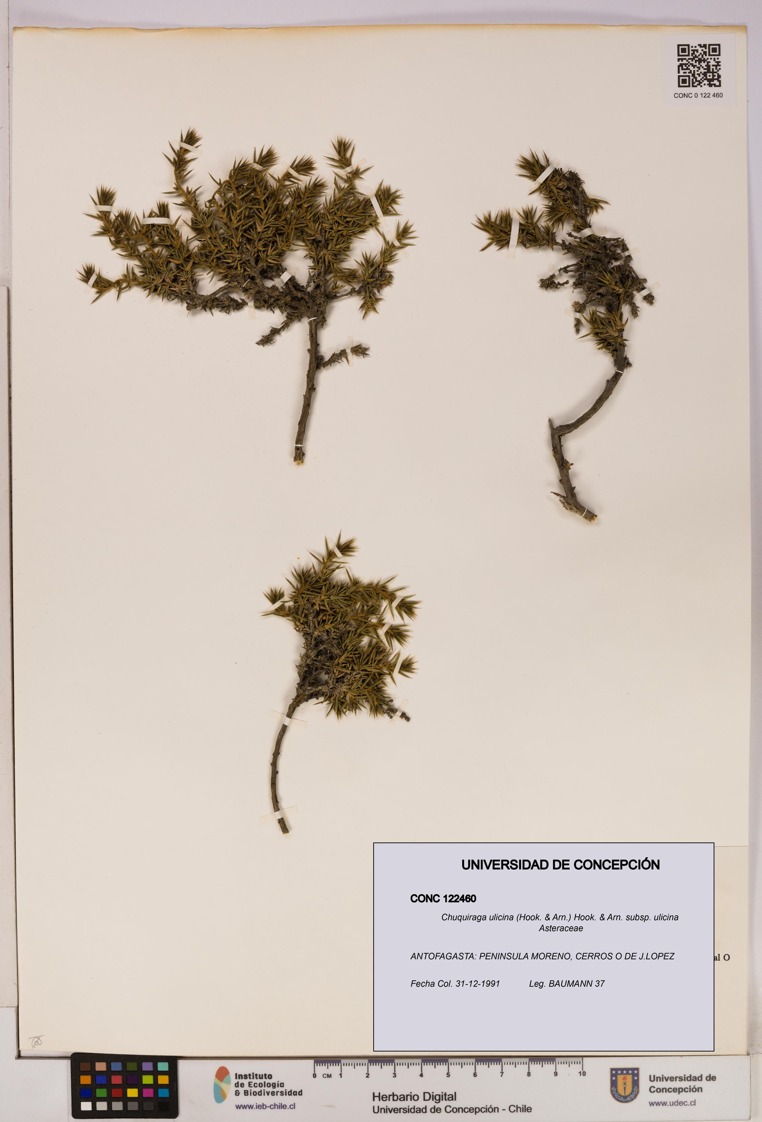 Chuquiraga ulicina subsp. ulicina [Espécimen: UDEC:CONC:0122460]