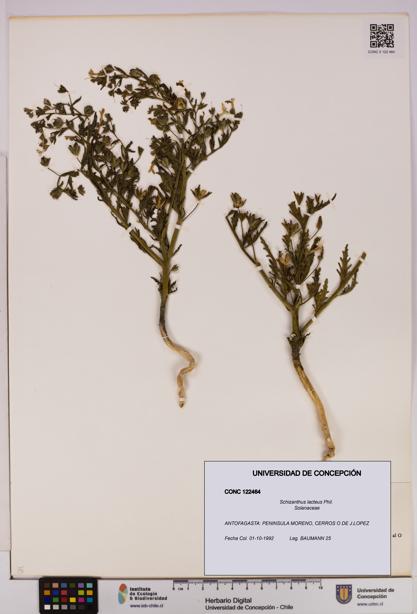 Schizanthus lacteus [Espécimen: UDEC:CONC:0122464]
