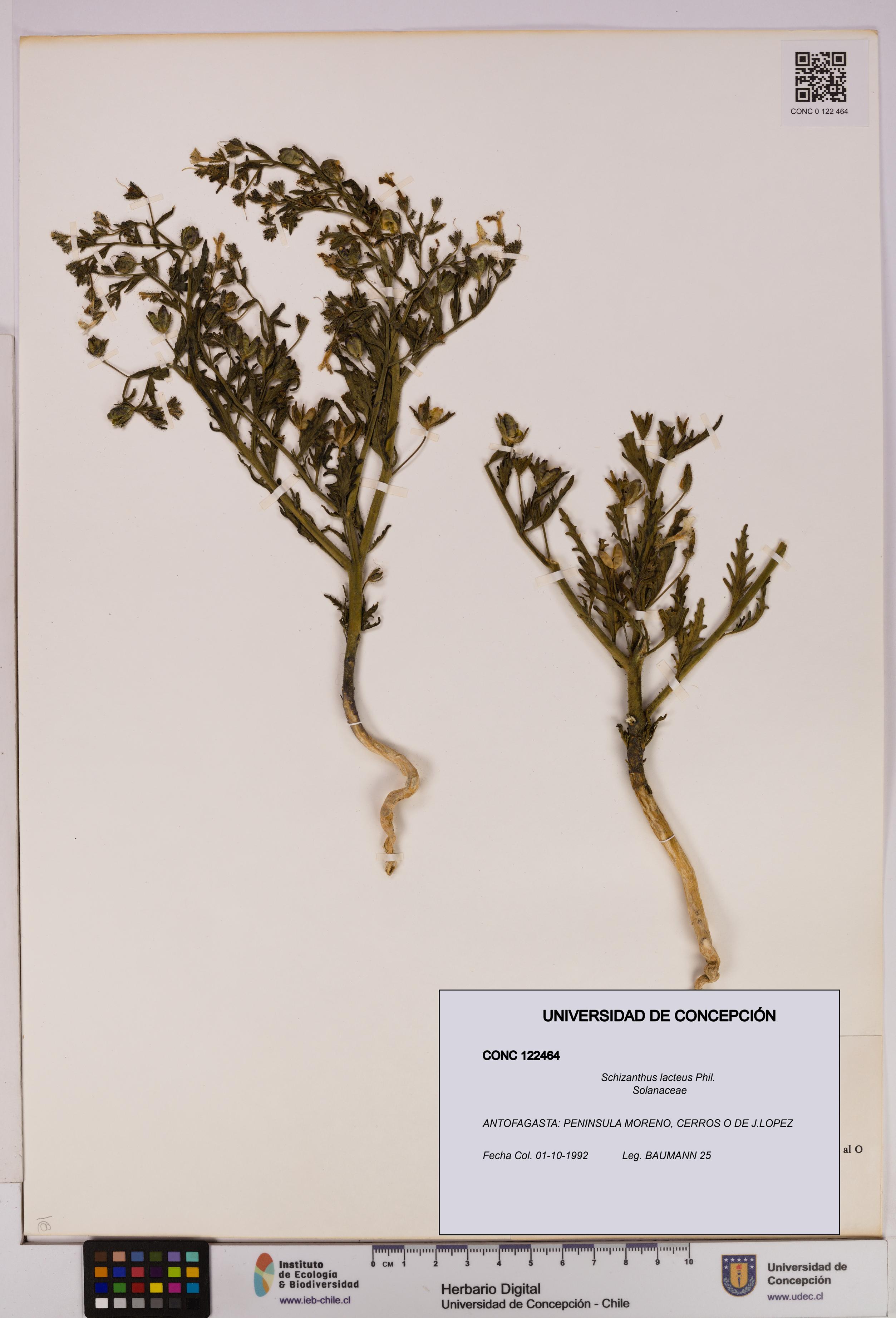 Schizanthus lacteus [Espécimen: UDEC:CONC:0122464]