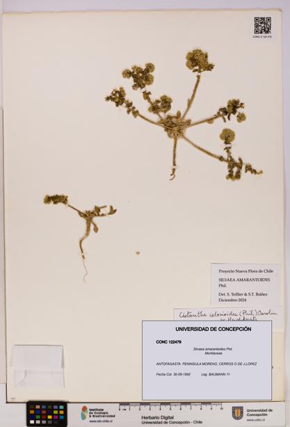 Silvaea amarantoides [Espécimen: UDEC:CONC:0122479]