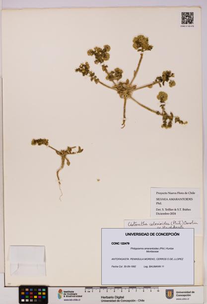 Philippiamra amarantoides [Espécimen: ]