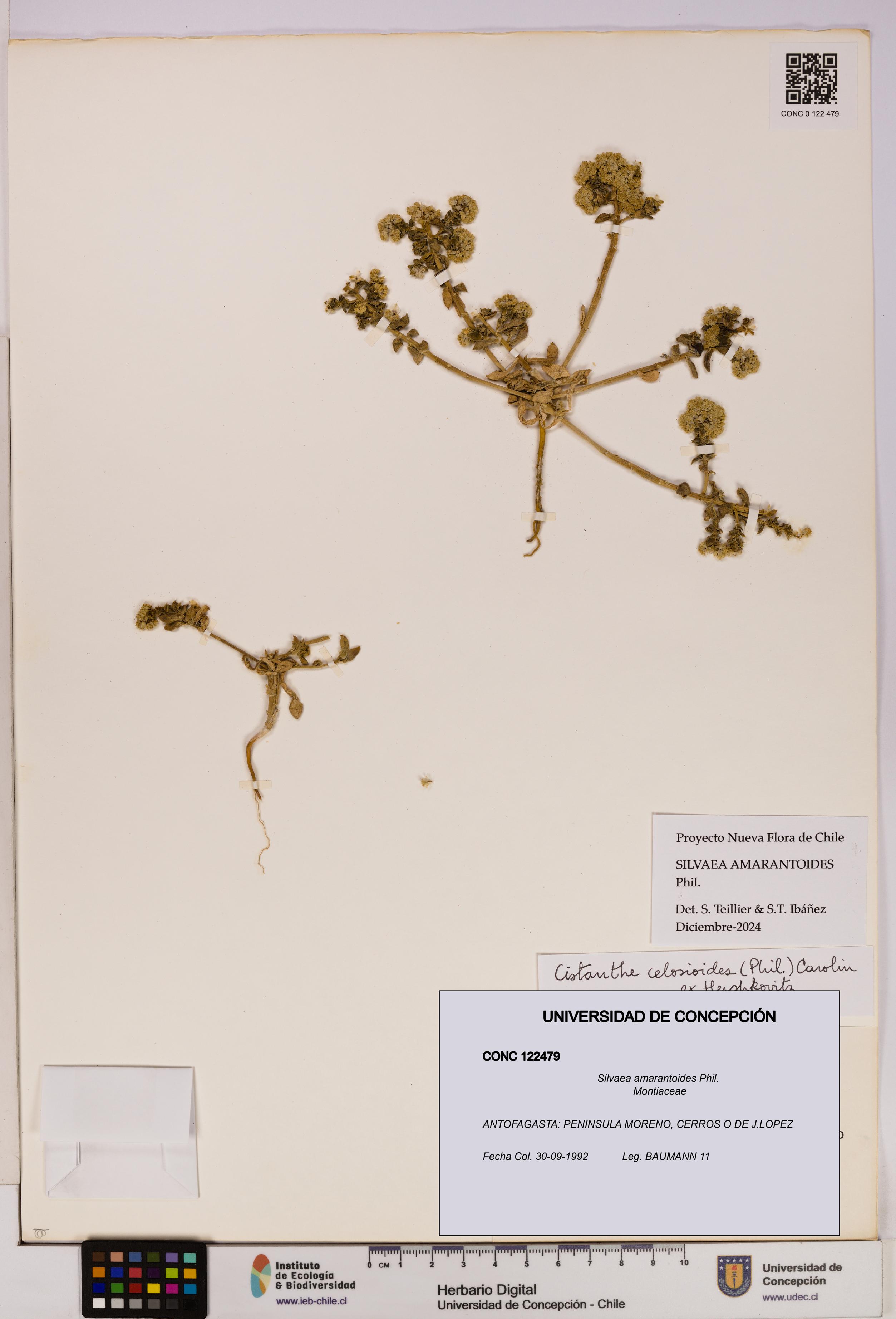 Silvaea amarantoides [Espécimen: UDEC:CONC:0122479]