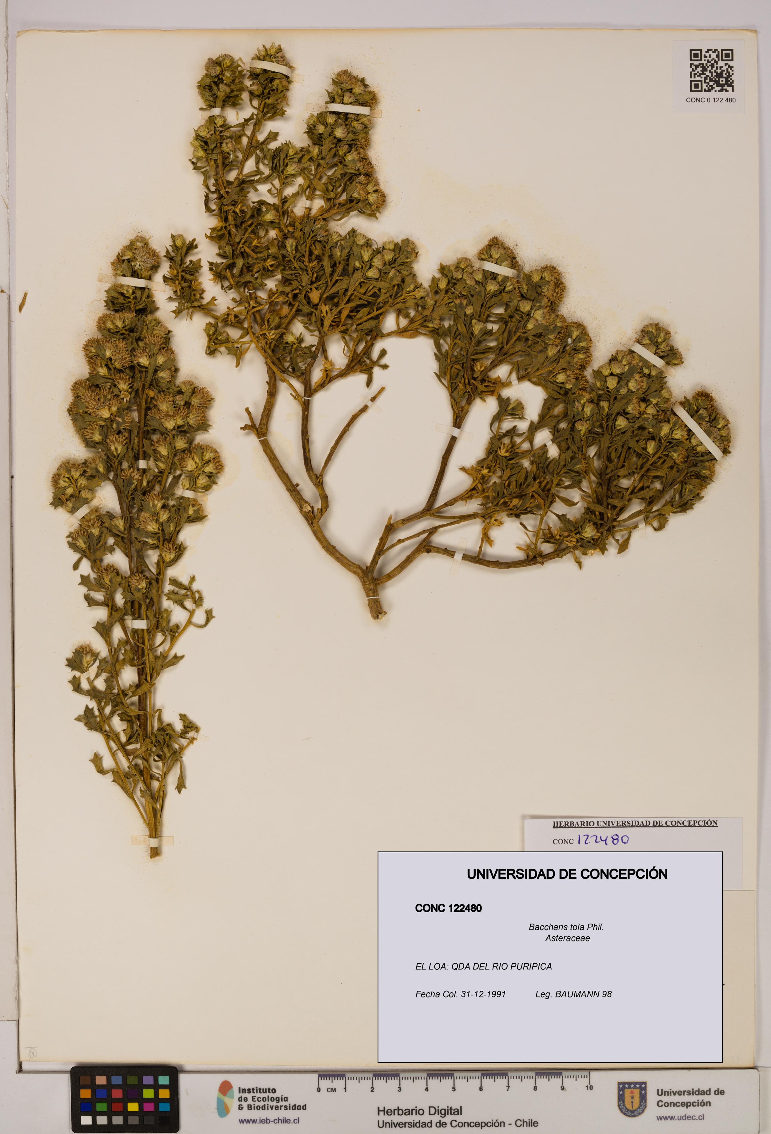 Baccharis tola [Espécimen: UDEC:CONC:0122480]