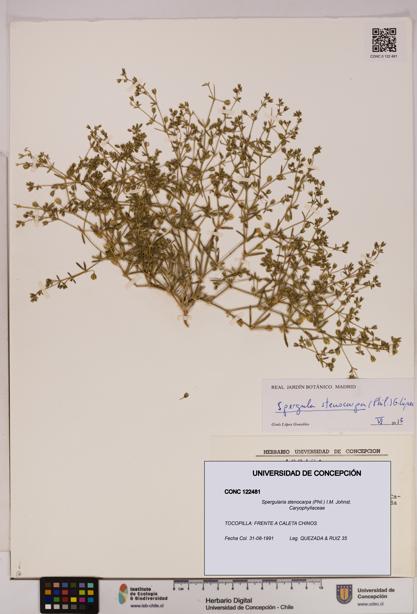 Spergularia stenocarpa [Espécimen: UDEC:CONC:0122481]