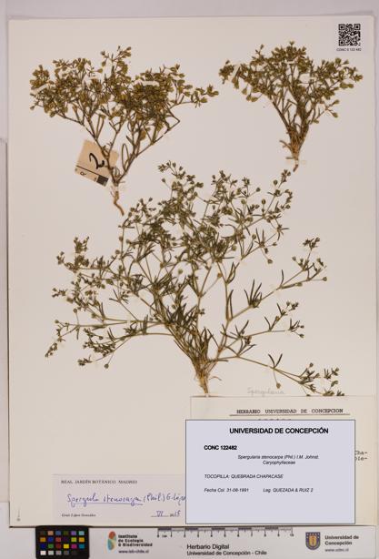 Spergularia stenocarpa [Espécimen: UDEC:CONC:0122482]