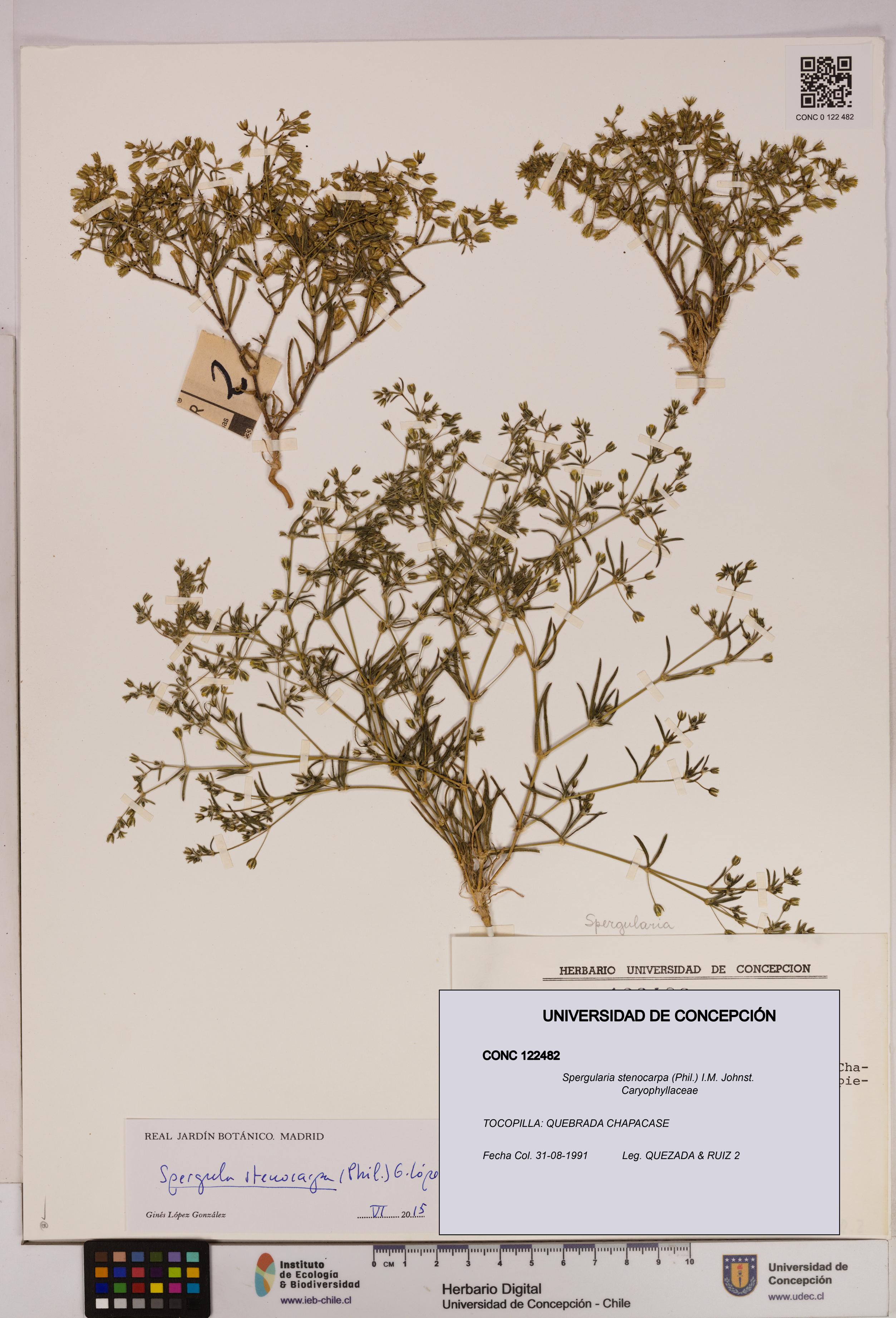 Spergularia stenocarpa [Espécimen: UDEC:CONC:0122482]