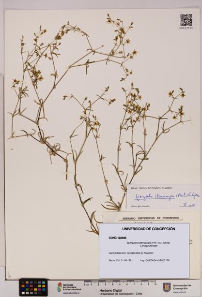 Spergularia stenocarpa [Espécimen: UDEC:CONC:0122483]