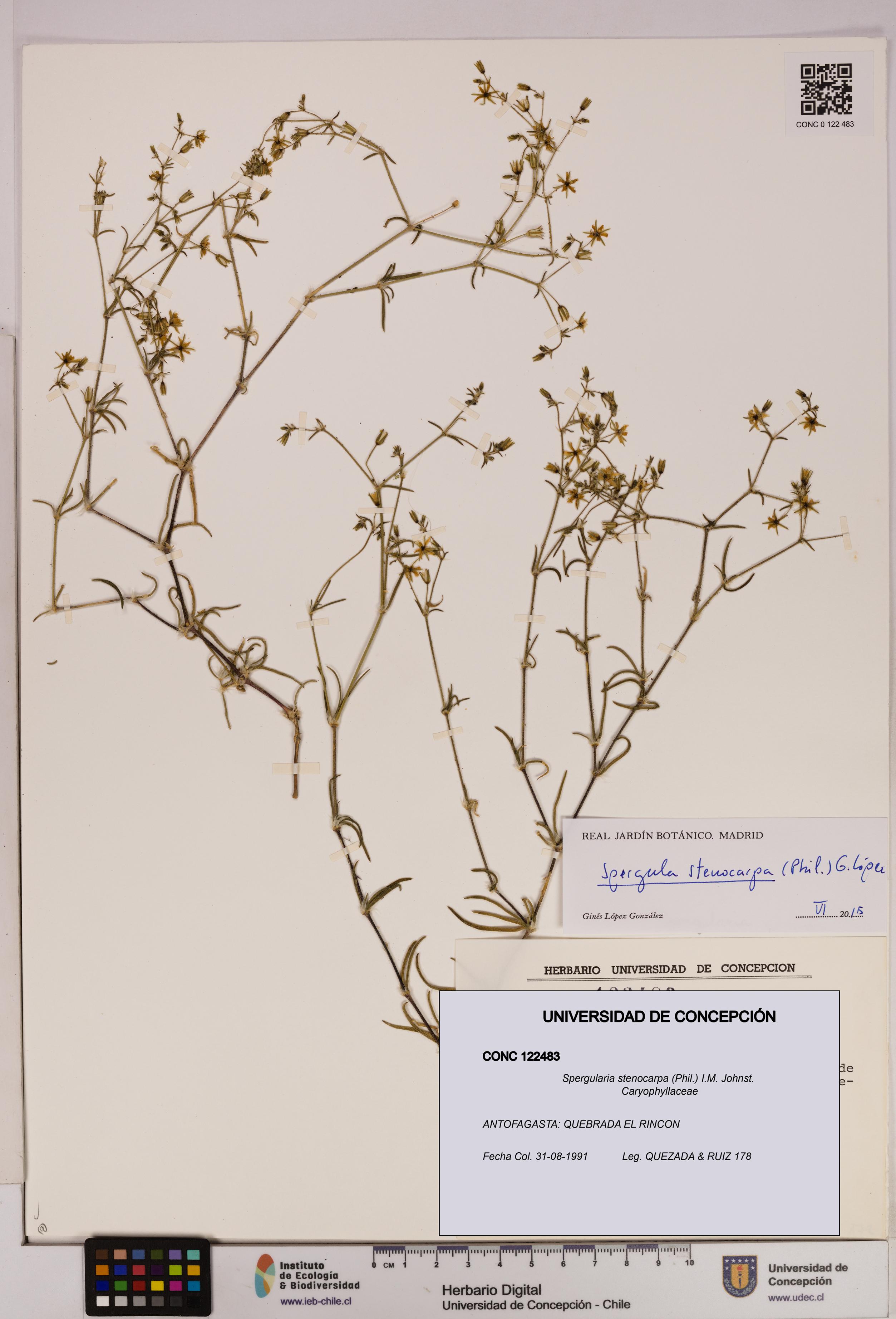 Spergularia stenocarpa [Espécimen: UDEC:CONC:0122483]
