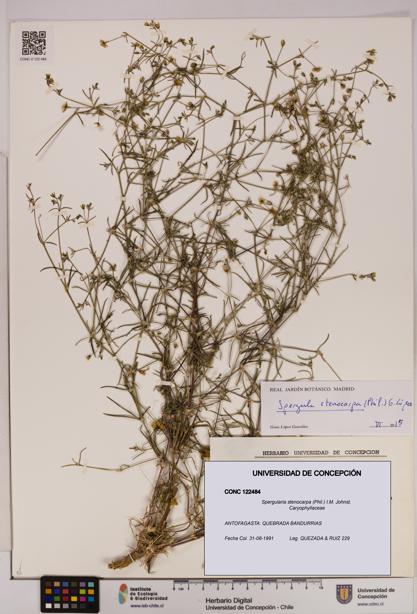 Spergularia stenocarpa [Espécimen: UDEC:CONC:0122484]