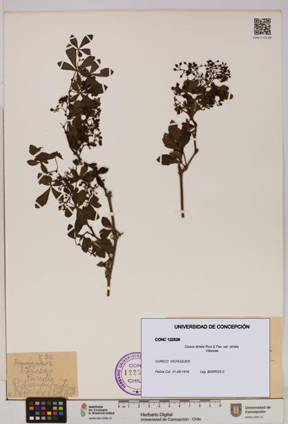 Cissus striata var. striata [Espécimen: UDEC:CONC:0122528]