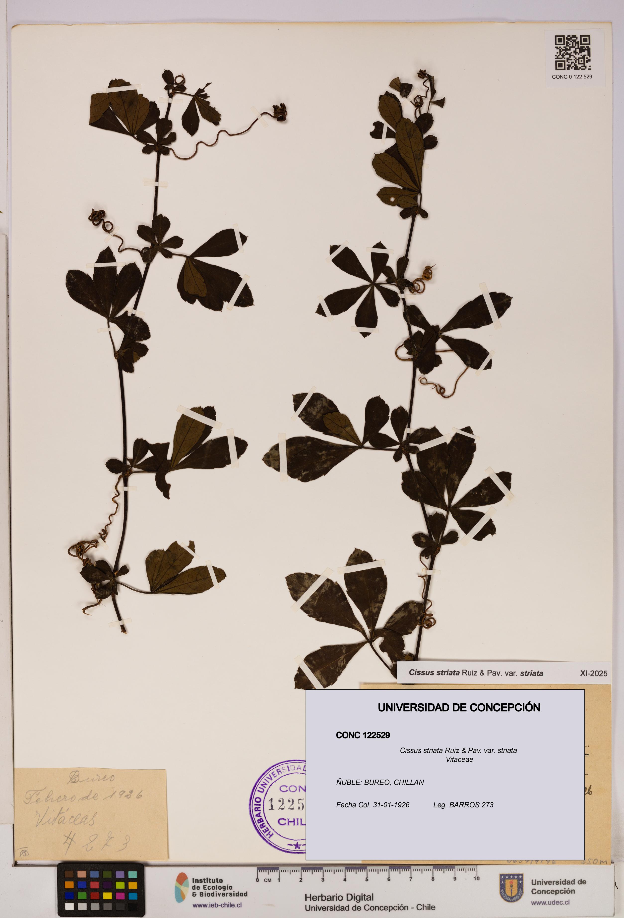 Cissus striata var. striata [Espécimen: UDEC:CONC:0122529]